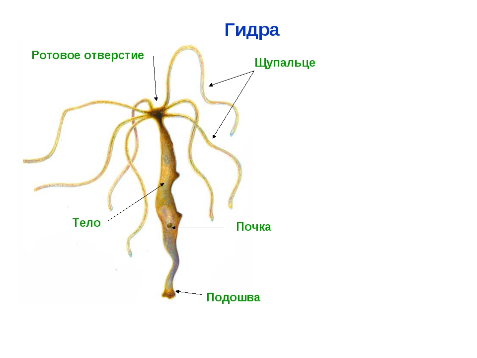 Кракен официальный сайт