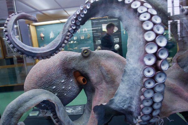 Kraken 19at